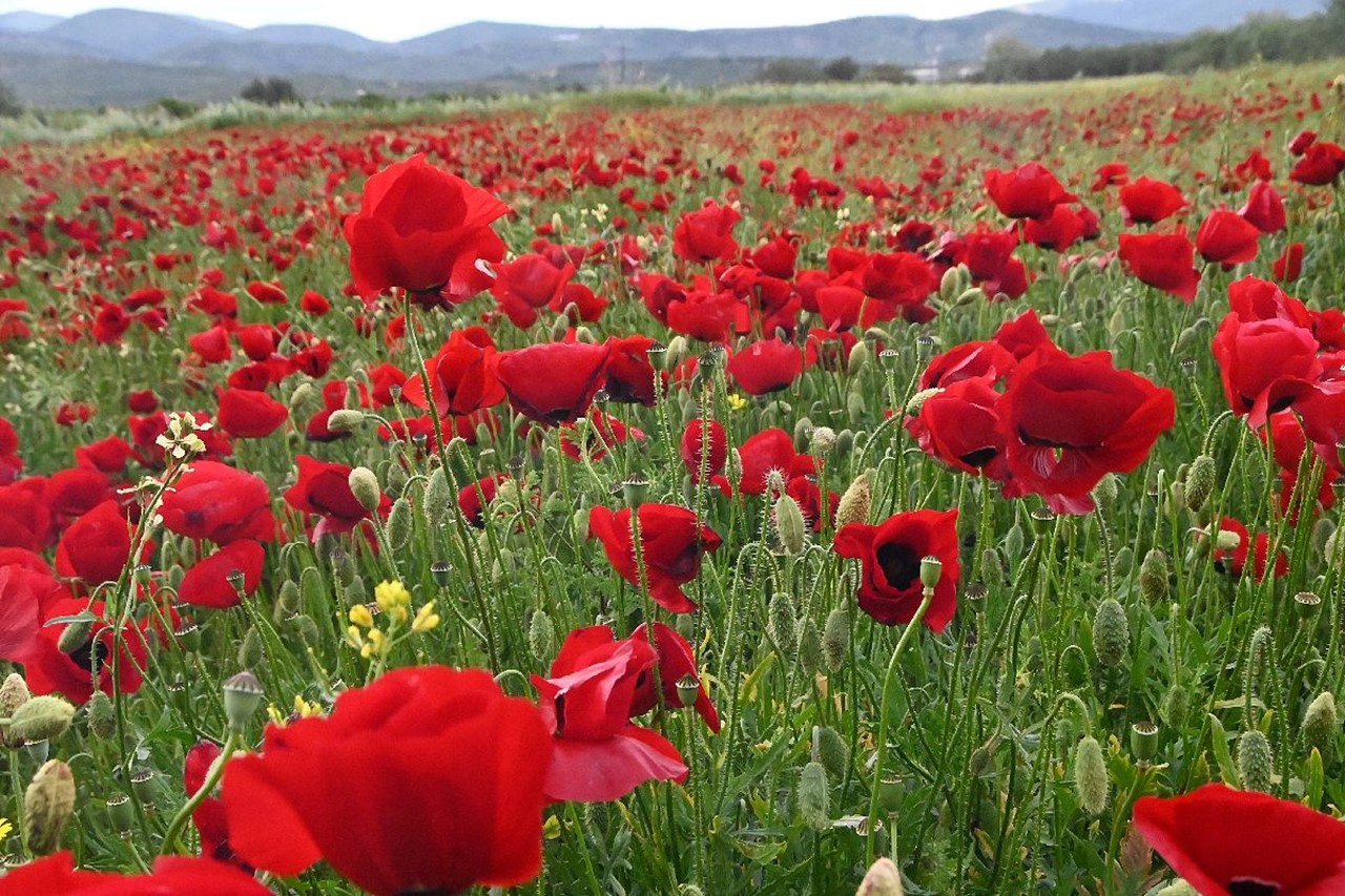 ΠΡΩΤΟΜΑΓΙΑ ΣΤΗΝ ΕΡΜΙΟΝΙΔΑ