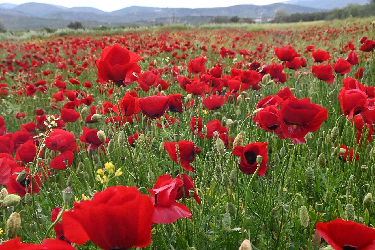 “ΠΙΑΝΟΝΤΑΣ” ΤΟΝ ΜΑΗ ΣΤΑ ΠΑΠΟΥΛΙΑ