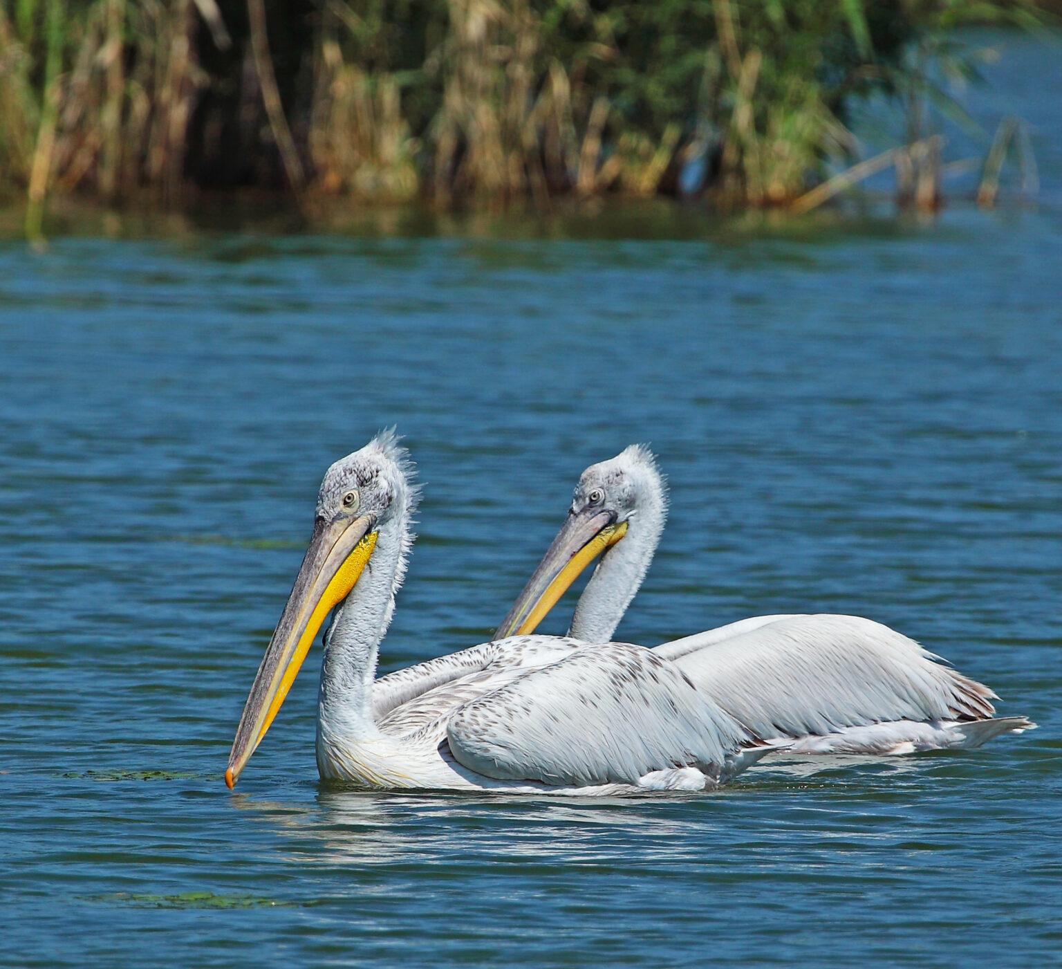 Memnon Christmas ΘΕΟΦΑΝΕΙΑ ΣΕ ΚΑΣΤΟΡΙΑ-ΠΡΕΣΠΕΣ-ΡΑΓΚΟΥΤΣΑΡΙΑ