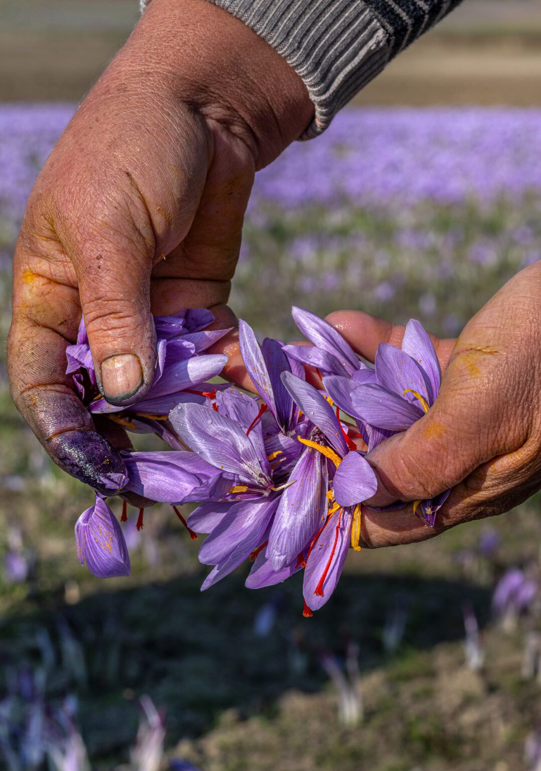 ΑΠΟΚΡΙΕΣ ΣΤΗΝ ΣΙΑΤΙΣΤΑ  ΚΑΙ ΚΟΖΑΝΗ